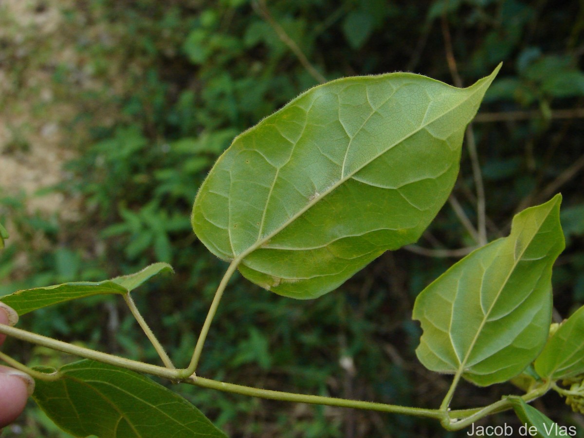 Premna corymbosa Rottler